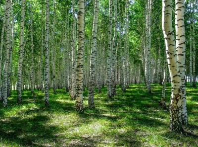 Загородная, Продажа, Listing ID 2618, Московская область, Россия,